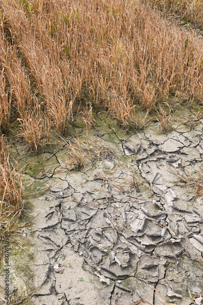 Canvas Prints champs agriculture environnement climat planete secheresse chaleur cereale culture terre Wallonie