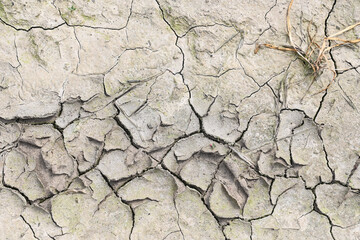 champs agriculture environnement climat planete secheresse chaleur cereale culture terre Wallonie