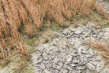 champs agriculture environnement climat planete secheresse chaleur cereale culture terre Wallonie