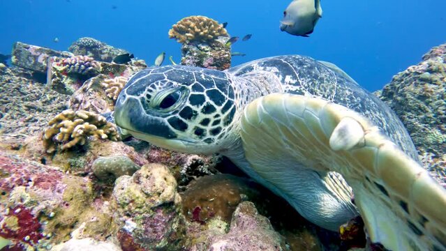 Wildlife Sea Turtle Look in Blue Water Ocean Close-up. Beautiful Green Turtles in Outdoors Sea National Park. View Chelonia Mydas in Coast Clear. Natural Biodiversity Asia Fauna. Deep Summer Adventure