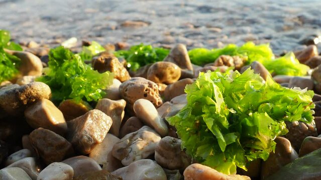 Ulva, a genus of marine green algae of the Ulvaceae family. Many species are edible sea lettuce. Algae are thrown onto the pebbles by a wave. Montenegro, Adriatic sea, Mediterranean. Bay of Kotor.