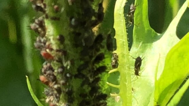 black lice and ants on a plant in a macro