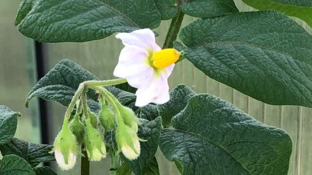 potato plant with flower in spring