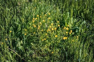 Buttercup in the field. Yellow buttercups in the green grass. A lot of small yellow buttercup flowers among the green grass, illuminated by the sun, in a summer meadow.