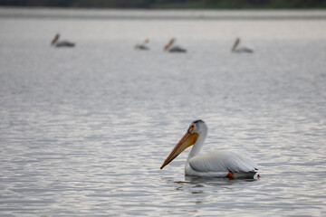 American White Pelicans in water