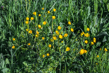 Obraz premium Yellow buttercups in the green grass. Buttercup in the field. A lot of small yellow buttercup flowers among the green grass, illuminated by the sun, in a summer meadow.