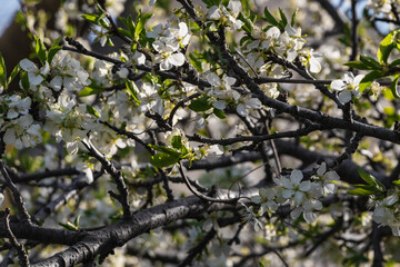White flowers on a flowering tree in spring. A blooming apple tree in the spring garden. Close-up of white flowers on a tree. The tree blooms in spring with small flowers.