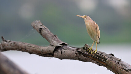 Yellow Bittern