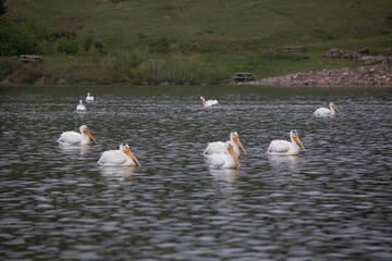 American White Pelicans in water