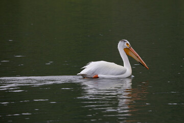 American White Pelicans in water