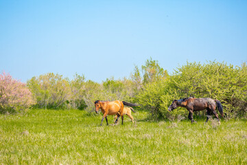 Horse and newborn foal on the background of mountains, a herd of horses graze in a meadow in summer and spring, the concept of cattle breeding, with place for text.