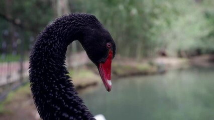 rare black swan in fabulous garden, closeup view of bird head with red beak