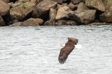 Bald eagle [haliaeetus leucocephalus] with outstretched wings flying low over coastal Alaska United States
