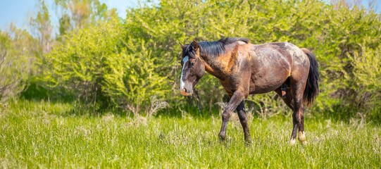 Obraz na płótnie Canvas Horse and newborn foal on the background of mountains, a herd of horses graze in a meadow in summer and spring, the concept of cattle breeding, with place for text.