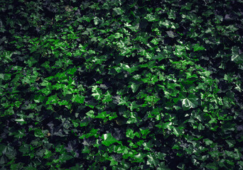 Dark Evening Ivy Texture Background, Crepeper Green Hedge in Night, Wall of Hedera Helix, Creeper...