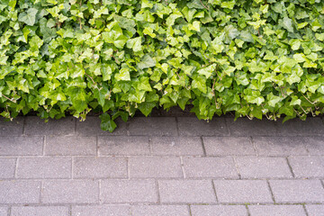 Lush Green Ivy Texture Background, Green Hedge, Wall of Hedera Helix, Creeper Foliage Pattern, Ivy Carpet