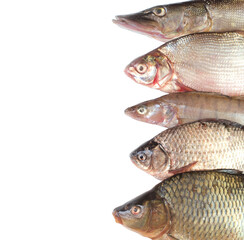 Fish on a white background isolated