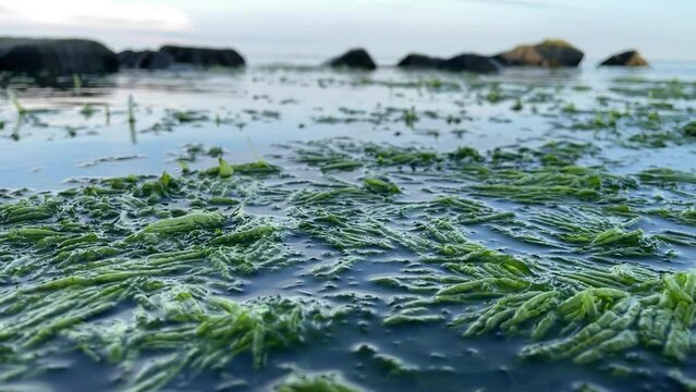 Slow movement of algae after storm on surface of sea or ocean. View of algae in wild