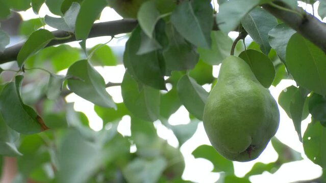 Juicy pear on tree branch with green leaves in orchard. Green light bokeh background. Harvest concept