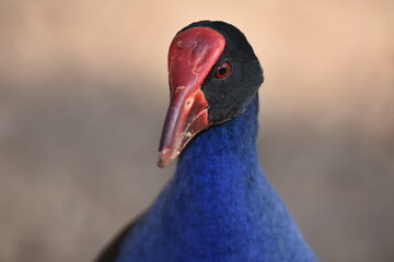 Pukeko