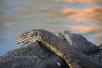 Mertens Wasserwaran