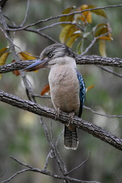 Kokaburra