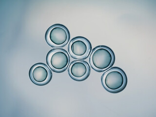 Cells division process, Cell divides into two cells	
