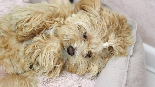 Small purebred dog Maltipu lies and looks into the camera. Dog with long hair. Manual dog of a city apartment. Calm, cute puppy. shaggy dog. Vertical video 4k