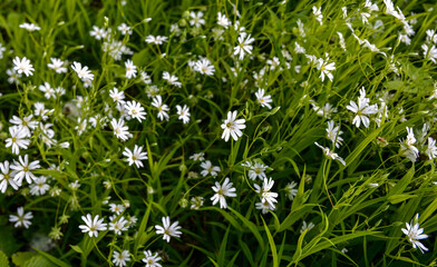 White flowers of Stellaria holostea (Rabelera holostea).