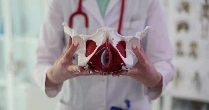 Model of doctor of anatomy of hip joint in clinic. Anatomy of hip joint muscles and ligaments