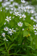 White flowers of Stellaria holostea (Rabelera holostea).