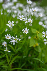 White flowers of Stellaria holostea (Rabelera holostea).