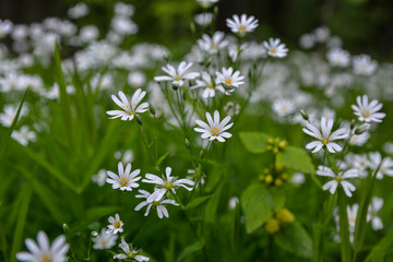 White flowers of Stellaria holostea (Rabelera holostea).
