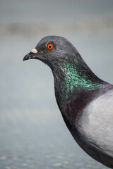 Close Up of a Pigeon