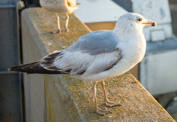 Seagull on a Wall