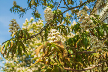 chestnut. the tree grows on a city street. intense heat. close-up.