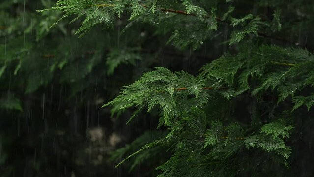 4K video with a rain over a green fence made of leyland cypress trees. Summer rain close up video.