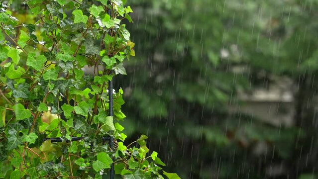 Summer rain over a beautiful garden decoration made of ivy (hedera scientific name). 4K video with ivies plants under rain.