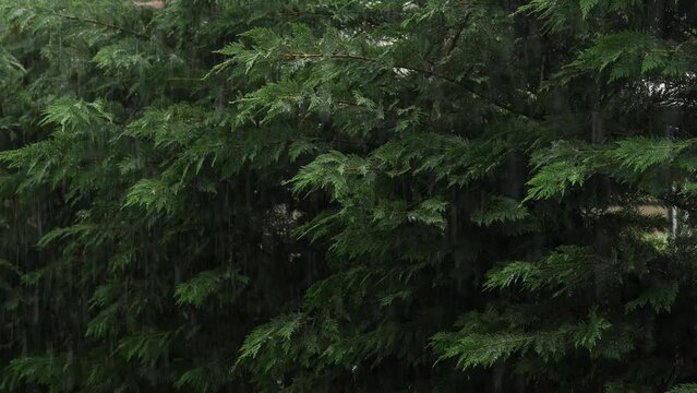 4K video with a rain over a green fence made of leyland cypress trees. Summer rain close up video.