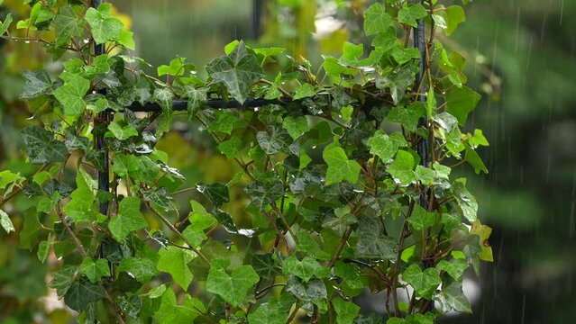 Summer rain over a beautiful garden decoration made of ivy (hedera scientific name). 4K video with ivies plants under rain.