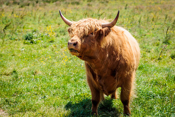 horned highland brown cow in green meadow
