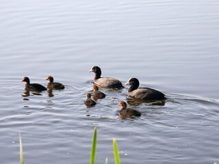 ducks in the lake