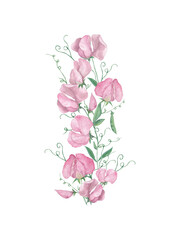 Sweet Pea, Botanical Watercolor Art Print. Delicate sweet peas. Hand drawn Flower, flower painting. Botanical illustration on white background..