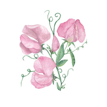 Sweet Pea, Botanical Watercolor Art Print. Delicate sweet peas. Hand drawn Flower, flower painting. Botanical illustration on white background..