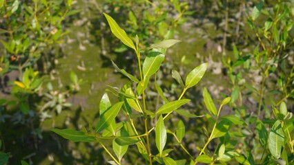 Rhizophora racemose is a species of mangrove tree in the Rhizophoraceae family. Mangrove forests grow along the coast, river estuaries some even grow in peat bogs