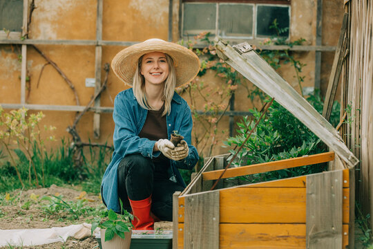 Woman planting vegetable seedling in cold frame at garden