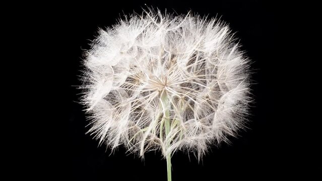The fluffy white seeds on the Tragopogon flower spin in a close-up, against a black background.