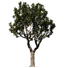 Fototapeta na wymiar Black Board Tree – Isolated Front View, Tree cutout