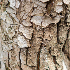 Birch bark tree texture natural background close-up