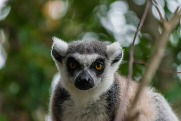 ring lemur